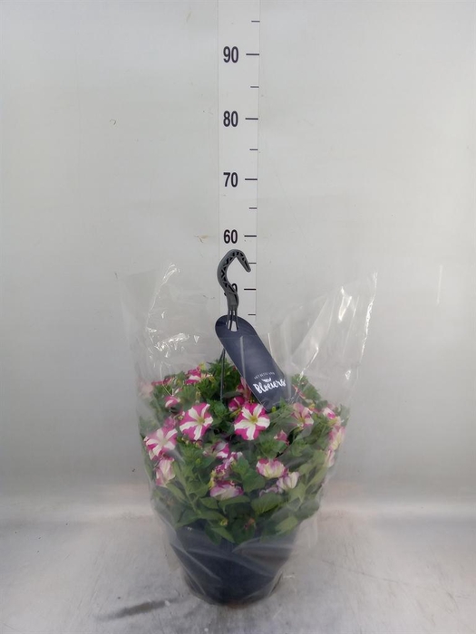 <h4>Petunia  'Surfinia'   ...</h4>