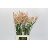 Nerine Vesta K Artistiek