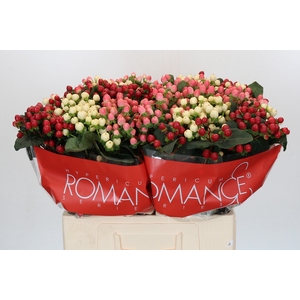 Hypericum Rainbow Romance