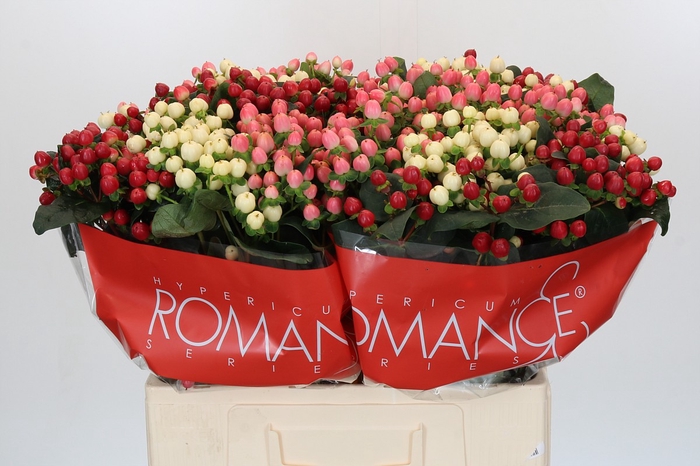 <h4>Hypericum Rainbow Romance</h4>