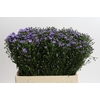 Aster Cassandra