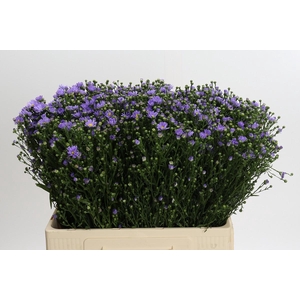Aster Cassandra