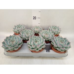 Echeveria   ...