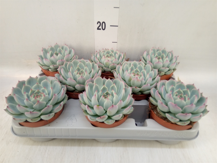 <h4>Echeveria   ...</h4>