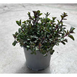 Mentha spicata