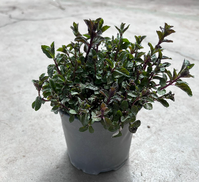 <h4>Mentha spicata</h4>