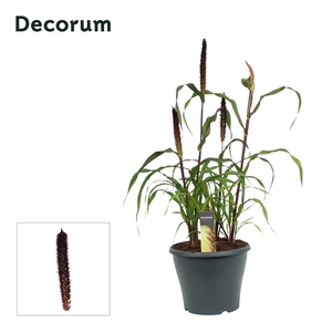 Pennisetum Purple Baron (Decorum)