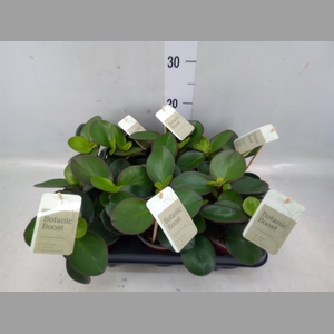 Peperomia clusiifolia 'Red Margin'