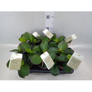 Peperomia clusiifolia 'Red Margin'