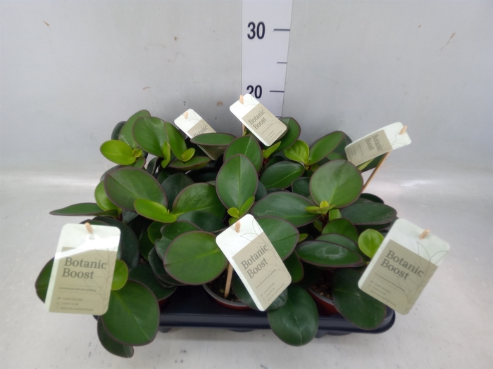 <h4>Peperomia clusiifolia 'Red Margin'</h4>