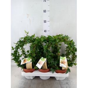 Hedera   ...green leafed