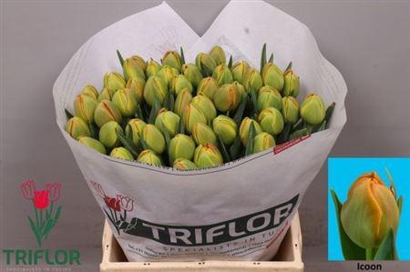 <h4>Tu Du Icoon</h4>