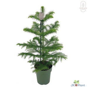Araucaria Heterophylla 14Ø 50cm 1pp