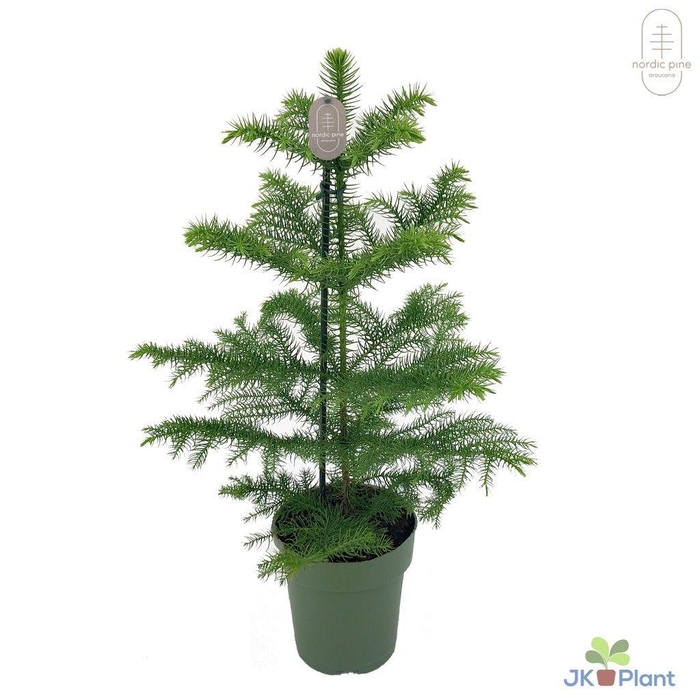 Araucaria Heterophylla 14Ø 50cm 1pp