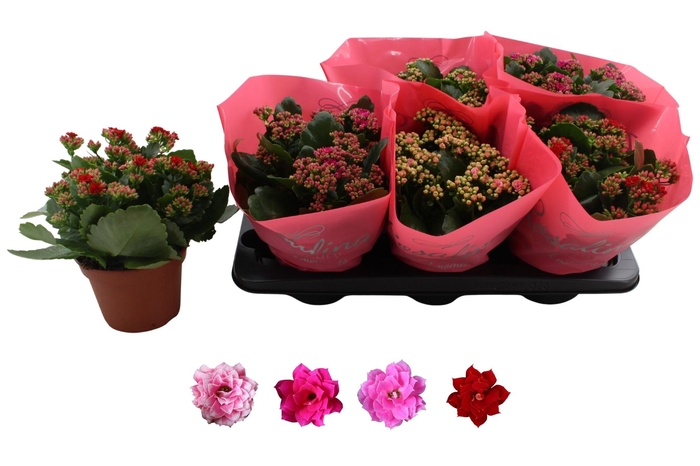 <h4>KAL GE RO GEM 4 KL</h4>