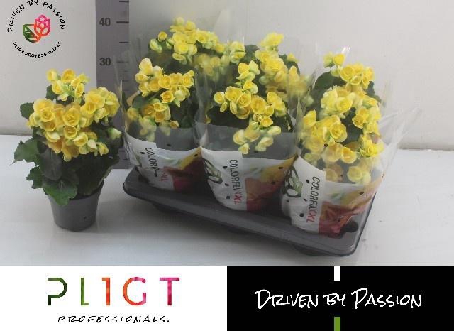 <h4>BEG HL NADINE</h4>