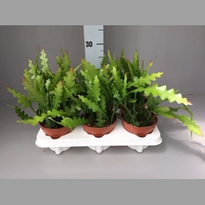 Epiphyllum anguliger