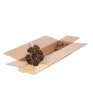 Lotus M. O/s 10pc Sb Ngtc