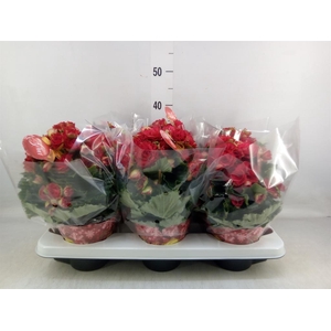 Begonia elat. DU 'Grace'