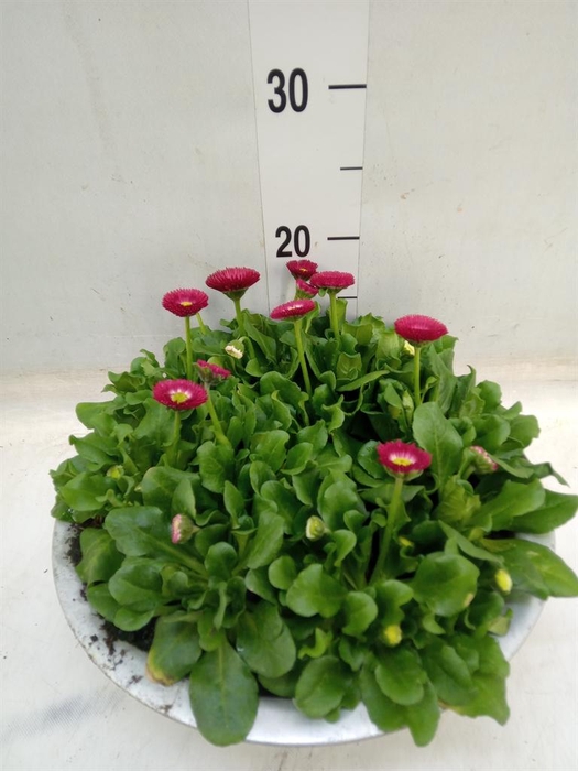 <h4>Bellis   ...</h4>