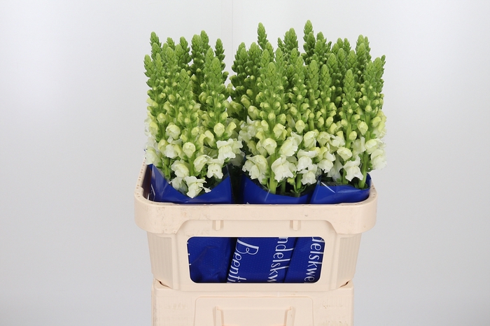 <h4>Antir Antibes White</h4>