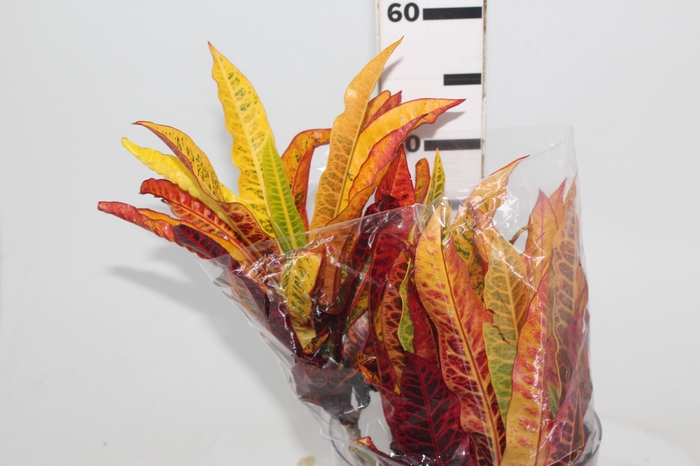 <h4>FOLHAGEM CROTON</h4>