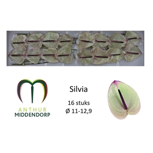 Anthurium silvia
