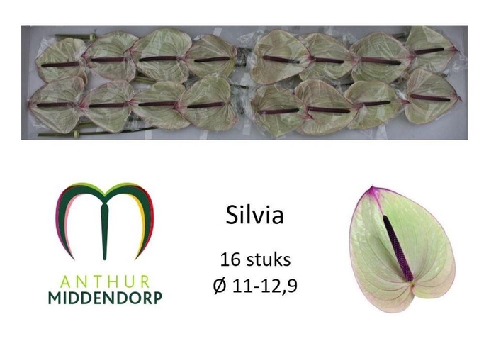 <h4>Anthurium silvia</h4>