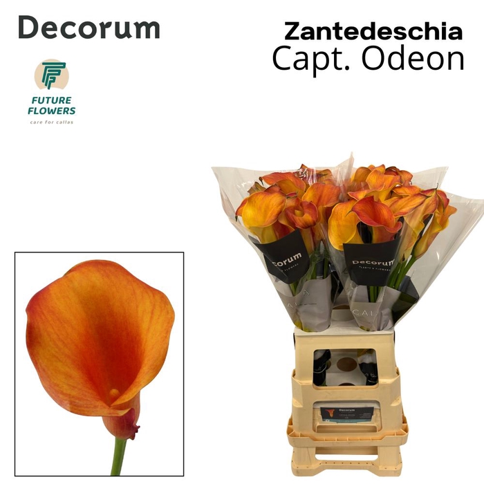 <h4>ZANT CAPT ODEON</h4>