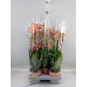 Phalaenopsis multi. 'Ant Bolgheri'