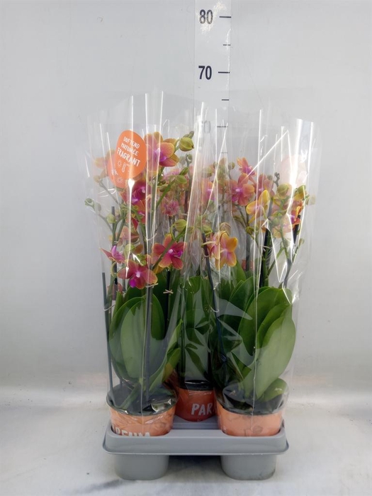 <h4>Phalaenopsis multi. 'Ant Bolgheri'</h4>