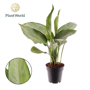 Aglaonema Silverado