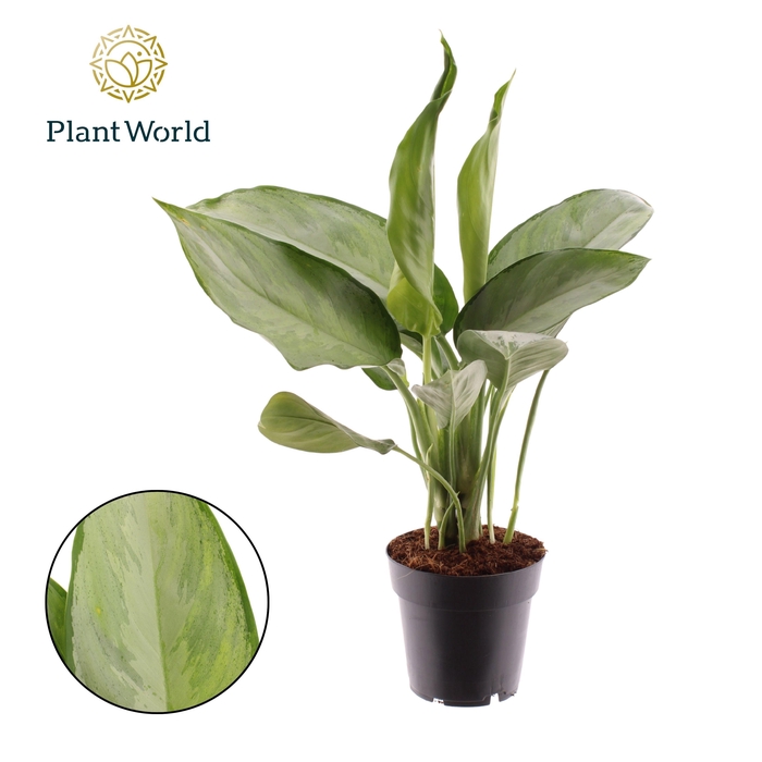 <h4>Aglaonema Silverado</h4>