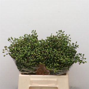 Rosa Corallo Green