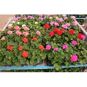 arr8 Pel Zon Mixk 1 Kleur Per Tray