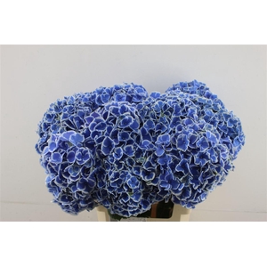 Hydr M Beau Dali 60-19