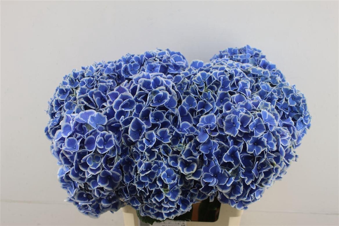<h4>Hydr M Beau Dali 60-19</h4>