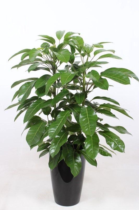 <h4>Schefflera actinophylla 'Amate' in Santorini "antraciet"</h4>