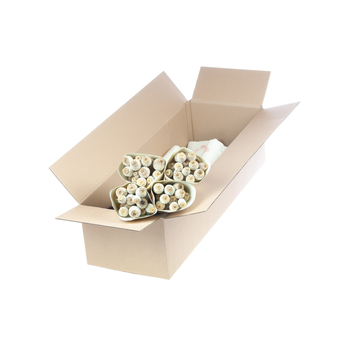 <h4>Papaver natural</h4>