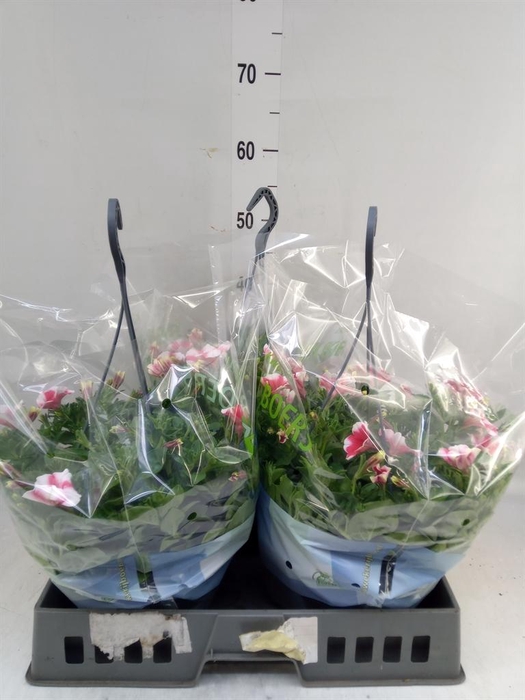 <h4>Petunia   ...</h4>