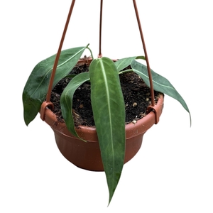 Anthurium pallidiflorum