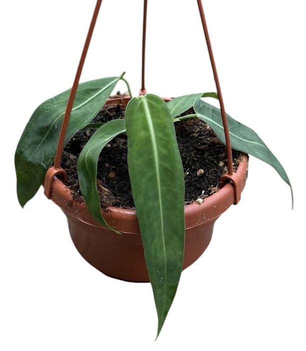 <h4>Anthurium pallidiflorum</h4>
