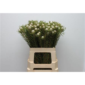 Leucad Silver Pearl