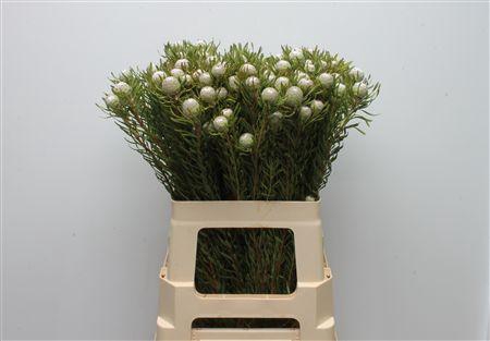 <h4>Leucad Silver Pearl</h4>