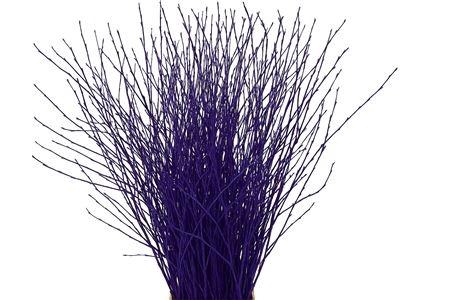 <h4>BETULA OV KLB H%</h4>