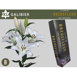 LI OT GALIBIER QUALITY BOX 5+