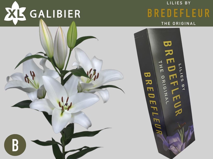 <h4>LI OT GALIBIER QUALITY BOX 3+</h4>