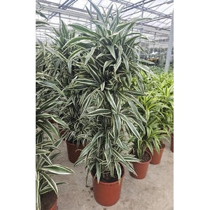 Dracaena White Stripe