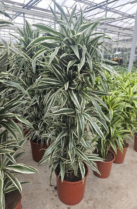 <h4>Dracaena White Stripe</h4>