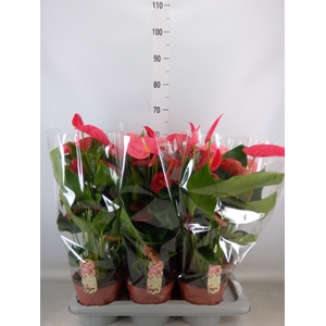 Anthurium andr. 'California'